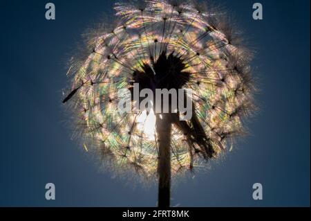 Testa di semi di dente di leone retroilluminata contro un cielo blu Foto Stock