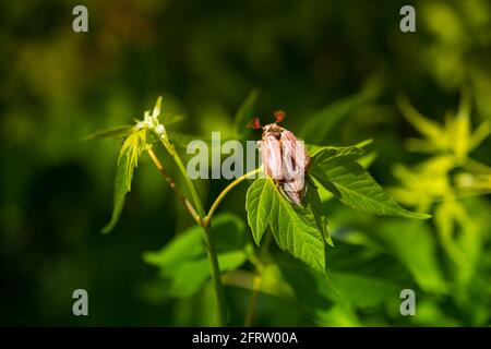 Melolontha strisciando su foglie verdi in ambiente naturale, primo piano. Primavera Foto Stock