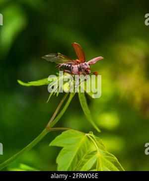 Maggio bug (melolontha melolontha) è pronto a volare dal ramo albero, primo piano. Primavera Foto Stock