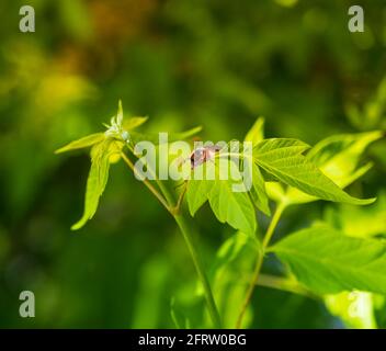 Melolontha strisciando su foglie verdi in ambiente naturale, primo piano. Primavera Foto Stock