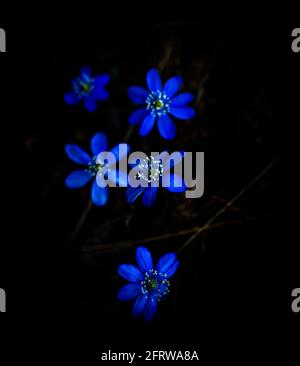 Fiore anemone blu o viola Kidneywort isolato su sfondo nero. Foto Stock
