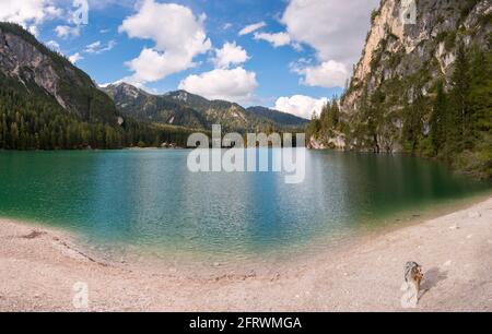 Il cane pastore australiano corre sulla riva del Braies lago in Trentino Alto Adige in Italia Foto Stock