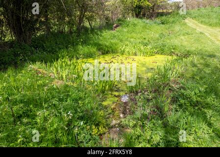 Erbacce d'acqua in superficie piccolo stagno in giardino privato, Wiltshire, Inghilterra, Regno Unito Foto Stock