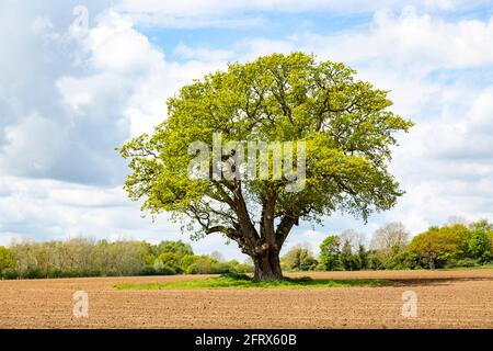 Foglie nuove gialle verdi che crescono su un grande albero di quercia in campo, Quercus Robur, Sutton, Suffolk, Inghilterra, REGNO UNITO Foto Stock