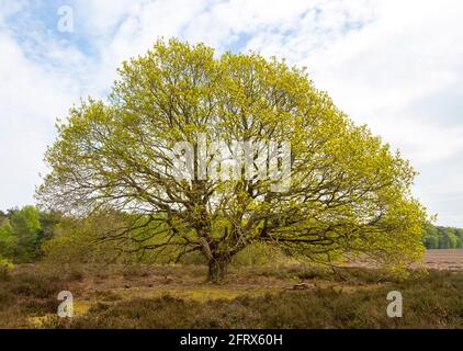 Foglie nuove gialle verdi che crescono su querce di paludi, Quercus Robur, Sutton, Suffolk, Inghilterra, REGNO UNITO Foto Stock