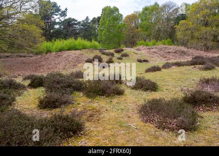 Tumulo possibile neolitico lungo sbarramento più probabile coniglio medievale Warren, Sutton comune, Suffolk, Inghilterra, Regno Unito Foto Stock