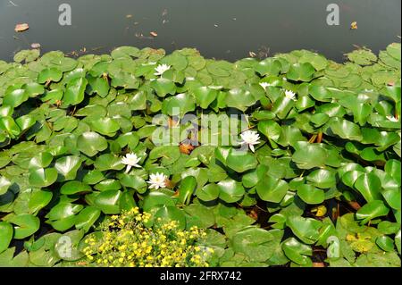 Pechino, Pechino, Cina. 21 Maggio 2021. Il 21 maggio 2021, ninfee fioriscono sul lago nel Parco Zizhuyuan di Pechino. La giornata era piena di ventiquattro termini solari, indicando che il caldo e caldo è stato ufficialmente inserito. Nel Parco Zizhuyuan di Pechino, gigli d'acqua di vari colori sul lago sono già in piena fioritura, decorando il parco molto splendidamente. Credit: SIPA Asia/ZUMA Wire/Alamy Live News Foto Stock