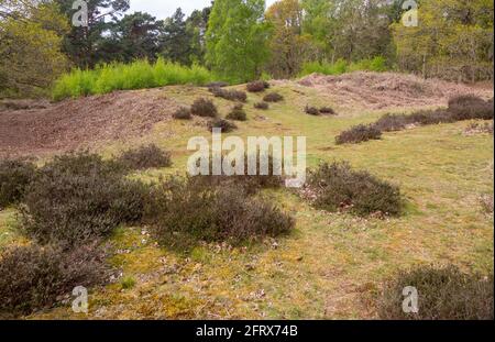 Tumulo possibile neolitico lungo sbarramento più probabile coniglio medievale Warren, Sutton comune, Suffolk, Inghilterra, Regno Unito Foto Stock