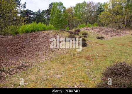 Tumulo possibile neolitico lungo sbarramento più probabile coniglio medievale Warren, Sutton comune, Suffolk, Inghilterra, Regno Unito Foto Stock