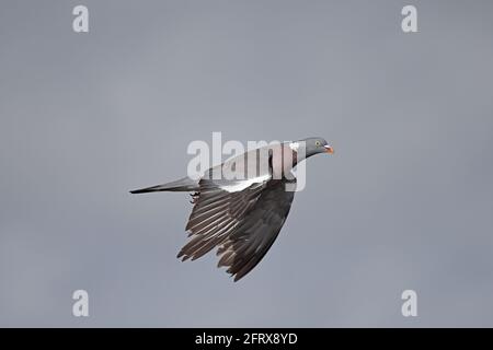 Woodpigeon in volo Foto Stock