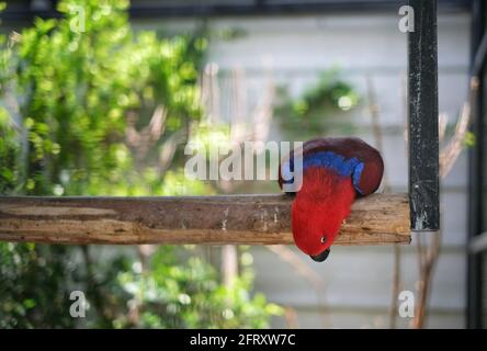 Un pappagallo eclettico femminile, con diverse piume colorate rosse e blu, è seduto su un perch di legno in una grande gabbia in uno zoo. Foto Stock