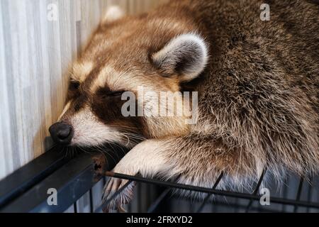 Un'immagine closeup di un racoon addomesticato che dorme sulla sua gabbia dopo un pasto grande. Foto Stock