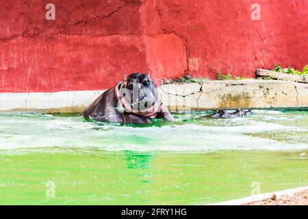 Ippopotamo con animali selvatici che fanno il bagno in un laghetto del parco nazionale indiano. Foto Stock