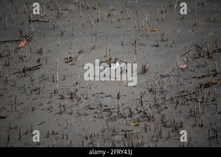 Sandpiper comune, hypoleucos di Actitis, Sunderbans, India Foto Stock