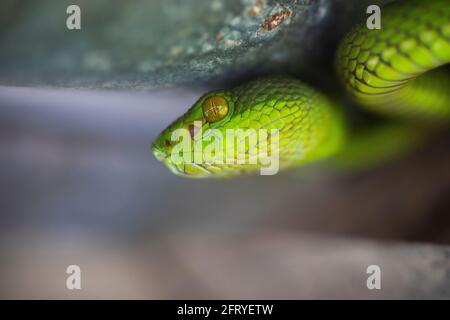 Pitviper dalla coda rossa, Trimeresurus erythrurus, Sunderbans, India Foto Stock