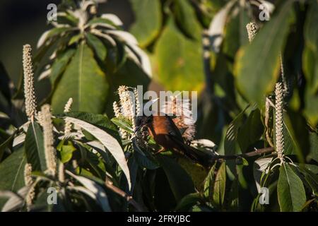 Rufous Sibia, Heterophasia capistrata, Okre, Sikkim, India Foto Stock