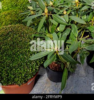 Le piante sferiche rifilate di bosso e rododendri in vasi di argilla si allineano al percorso nel giardino. Progettazione paesaggistica. Everggreen Foto Stock