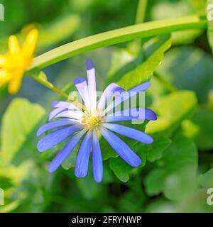 Anemonoides blanda, sin. L'anemone blanda, l'anemone balcanico, il fiore a vento greco, o fiore a vento invernale, è una specie di pianta fiorente della famiglia R. Foto Stock