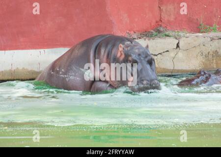 Ippopotamo con animali selvatici che fanno il bagno in un laghetto del parco nazionale indiano. Foto Stock