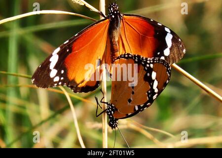 Farfalle monarca africane salutano su un gambo erboso Foto Stock