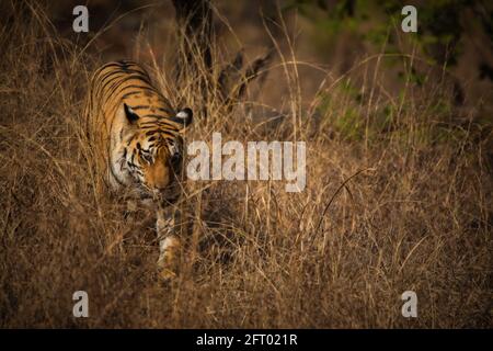 Royal Bengala Tiger, Panthera tigris, Pench Tiger Reserve, Maharashtra, India Foto Stock