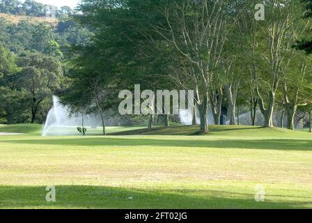 Alberi di febbre sulla fairway Foto Stock