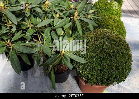 Le piante sferiche rifilate di bosso e rododendri in vasi di argilla si allineano al percorso nel giardino. Progettazione paesaggistica. Everggreen Foto Stock