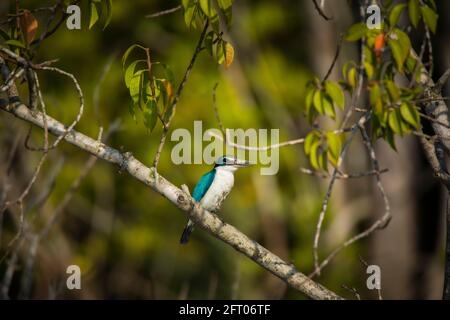 Kingfisher, Todiramphus chloris, Sunderbans, Bengala Occidentale, India Foto Stock