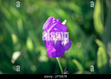 Beautiful iris fiore bocciolo (fuoco su fiore, bokeh sfondo) Foto Stock