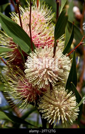 Fiori sferici rosa e bianchi di arbusto hakea nativo australiano (hakea laurina). Giardino sulla montagna Tamborine in autunno. Foto Stock