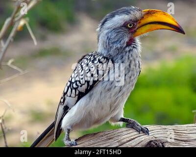 Southern Yellow fatturato Hornbill appollaiato su una filiale Foto Stock