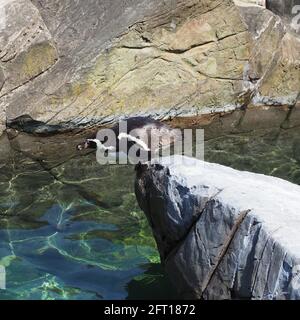 Immersione Humboldt pinguino Foto Stock