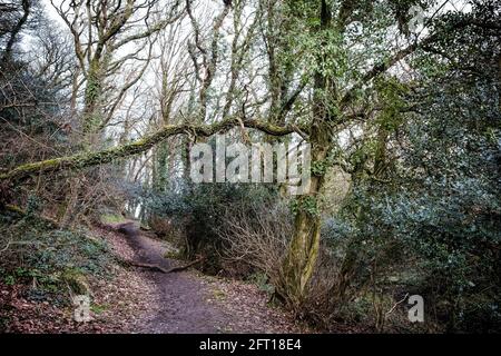 Un sentiero fangoso sotto un albero caduto nella suggestiva Metha Woods nella valle di Lappa vicino a St Newlyn East in Cornovaglia. Foto Stock