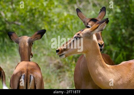 Giovane antilope Impala tra le praterie savane del Parco Nazionale Kruger, Sud Africa Foto Stock