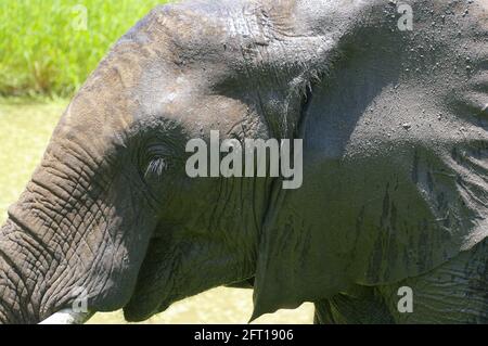 Giovane elefante africano da vicino e personale Foto Stock