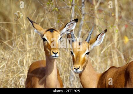 Giovane antilope Impala tra le praterie savane del Parco Nazionale Kruger, Sud Africa Foto Stock