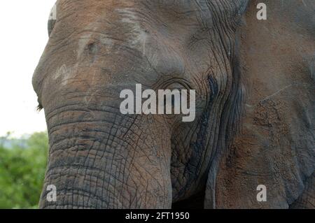 Giovane elefante africano da vicino e personale Foto Stock