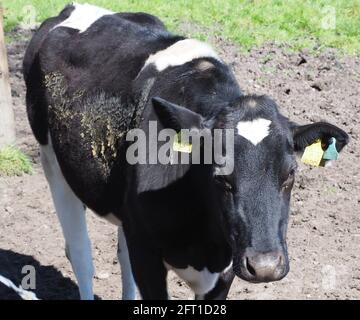 Mucky Cow Foto Stock