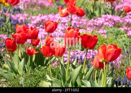 Letto di fiori rosa rosso tulipani rossi phlox rosa, tulipani primavera miscela giardino Foto Stock