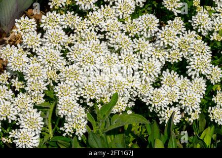 Evergreen candytuft Iberis sempervirens Schneeflocke Foto Stock