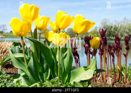 Mazzo di tulipani gialli che crescono in un giardino primaverile, tulipani che crescono nel giardino dei fiori primaverili Foto Stock