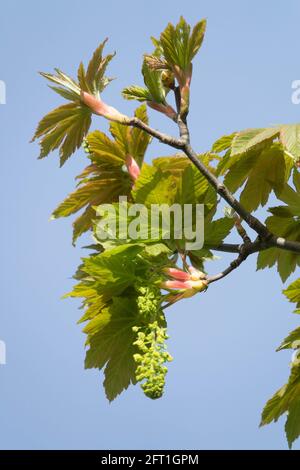 Sycamore albero Acer pseudoplatanus fiore Foto Stock