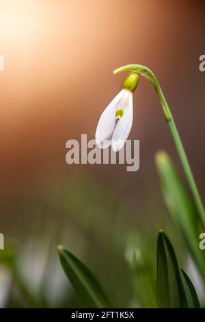 Snowdrop o racchette da neve comune (Galanthus nivalis) fiore nella foresta con il sole caldo in primavera. I primi fiori della stagione primaverile sono bloo Foto Stock