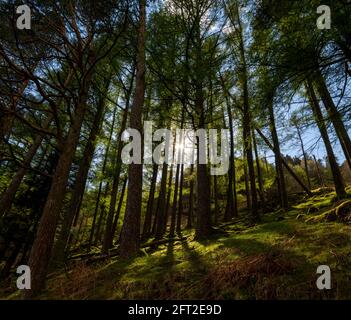 Thirlmere Woods, Lake District, Cumbria, Regno Unito. Foto Stock
