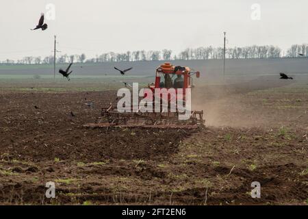 Un trattore cingolato rosso aratura un campo. È accompagnato da un gregge di corvi. Il concetto di agricoltura Foto Stock