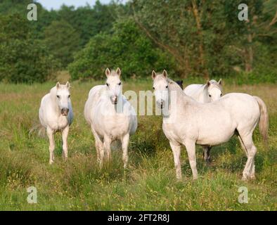 Una mandria mista di pony nativi che pascolano in erba estiva. Foto Stock