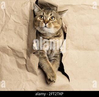 Adulto grigio britannico diritto-eared gatto sbucciando da un buco in carta marrone, muso divertente Foto Stock