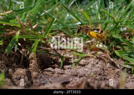 Ape comune di solco / ape snella mineraria (Lasioglossum calceatum) che vola di nuovo al suo burrone nido in un prato da giardino con polline per le sue cellule di covata, Regno Unito. Foto Stock