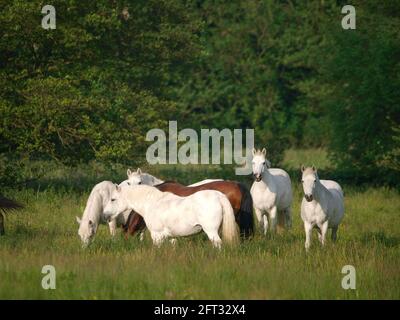 Una mandria mista di pony nativi che pascolano in erba estiva. Foto Stock