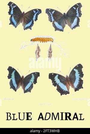 John Nugent Fitch - Vintage Blue ammiraglio illustrazione collocato su sfondo contemporaneo. Foto Stock